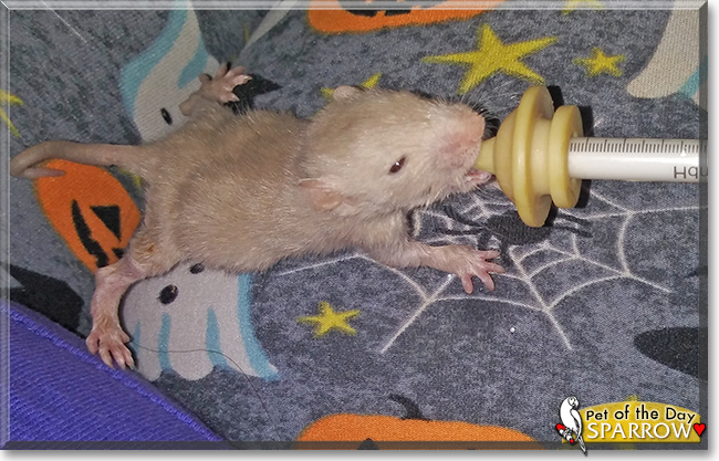 Sparrow the Fancy Rat, the Pet of the Day