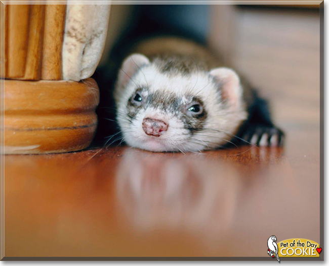 Cookie the Ferret, the Pet of the Day