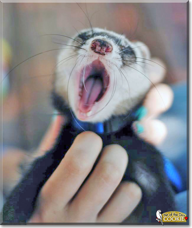 Cookie the Ferret, the Pet of the Day