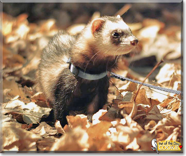 Cookie the Ferret, the Pet of the Day