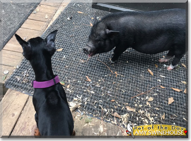 Amy Swinehouse the Vietnamese Potbellied Pig, the Pet of the Day