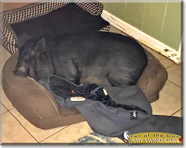 Amy Swinehouse the Vietnamese Potbellied Pig, the Pet of the Day