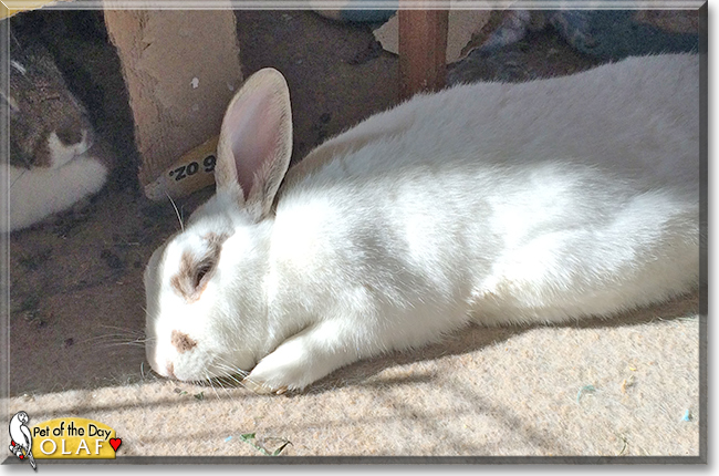 Olaf the American mix Rabbit, the Pet of the Day