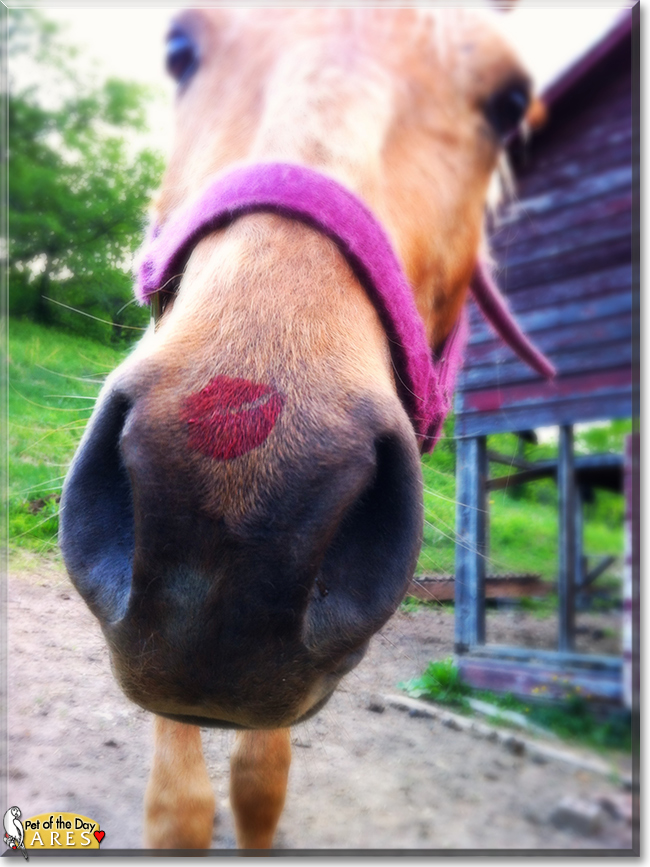 Ares the Tennessee Walking Horse mix, the Pet of the Day