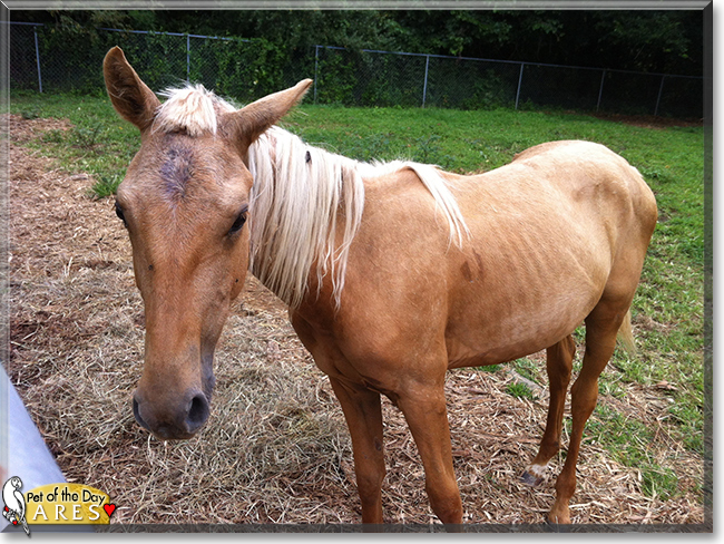 Ares the Tennessee Walking Horse mix, the Pet of the Day
