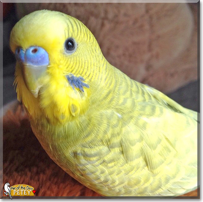 Petey the Green Greywing Parakeet, the Pet of the Day