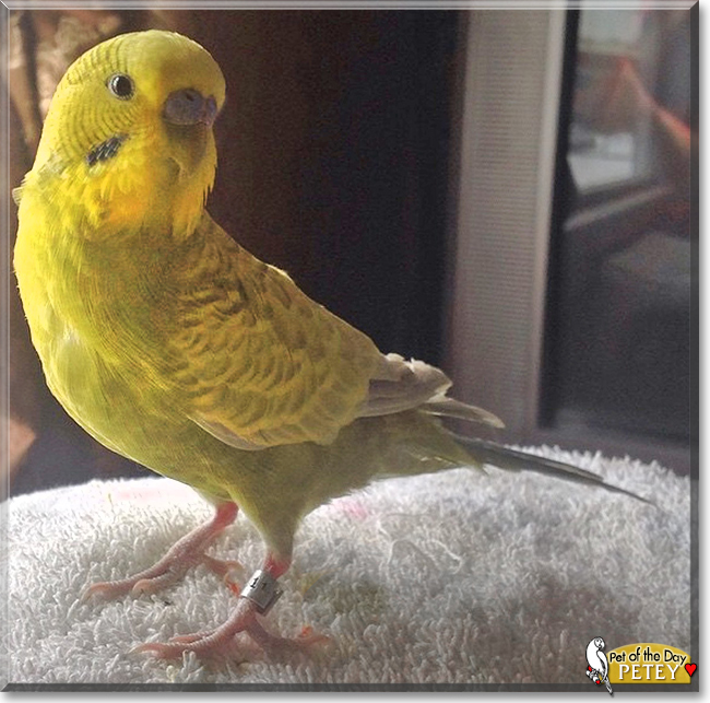 Petey the Green Greywing Parakeet, the Pet of the Day