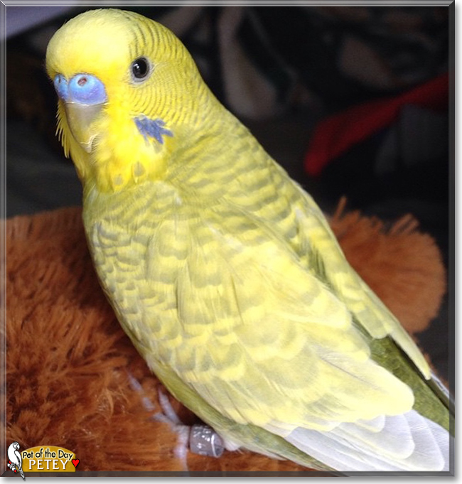 Petey the Green Greywing Parakeet, the Pet of the Day