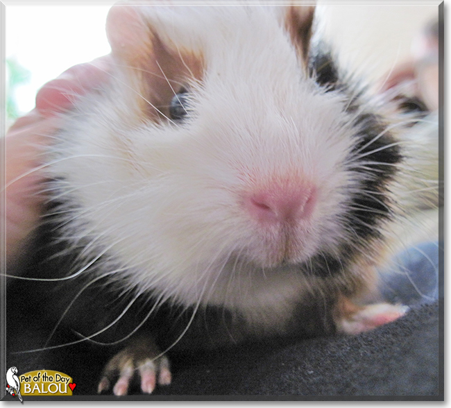 Balou the Guinea Pig, the Pet of the Day