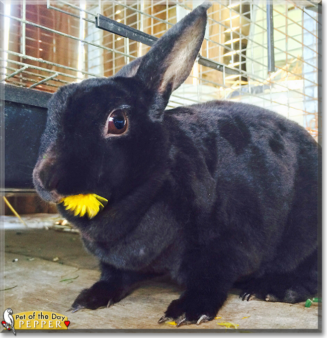 Pepper the Dutch Rabbit, the Pet of the Day