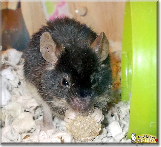 Freddy the Mouse, the Pet of the Day