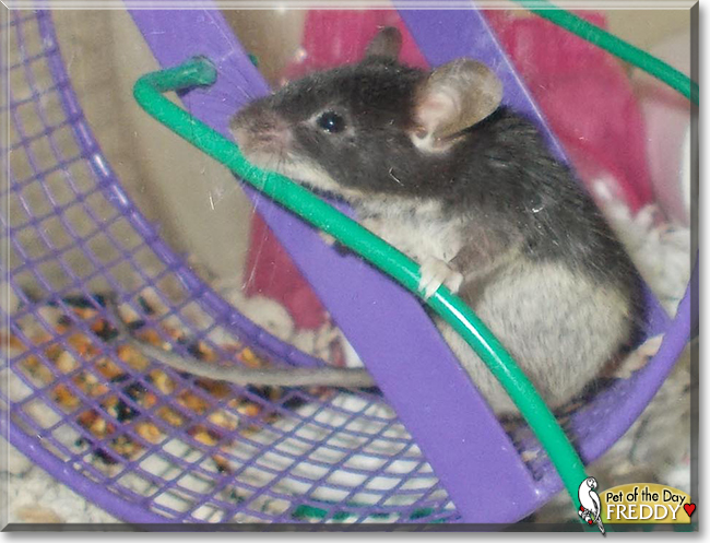Freddy the Mouse, the Pet of the Day