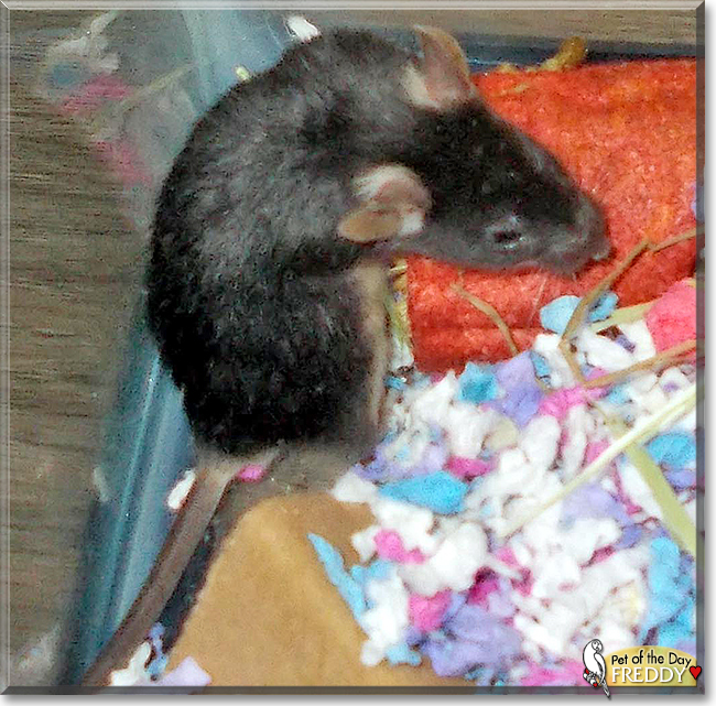 Freddy the Mouse, the Pet of the Day