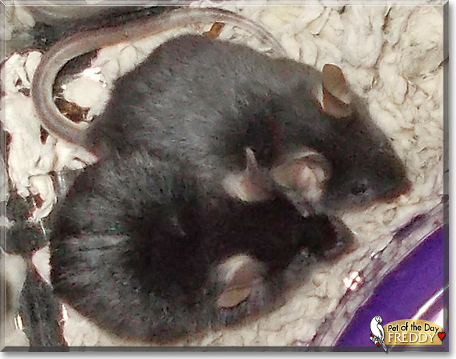 Freddy the Mouse, the Pet of the Day