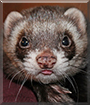 Sammy the Polecat