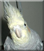 Spike the Cockatiel