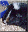 Teddy the Guinea Pig