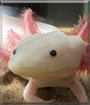 Beerus the Axolotl