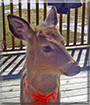 Bambi the White-Tailed Deer
