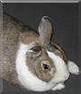 Thumper the Dwarf Rabbit