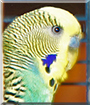 Jimmy the Budgerigar
