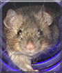 Teddy the Mouse