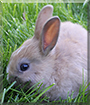 Pünktchen the Dwarf Rabbit