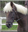 Masse the Draft/Warmblood Horse cross