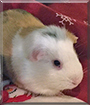 Lemon the American Crested Guinea Pig