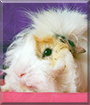 Finn the Guinea Pig