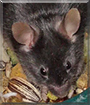 Eddy the Mouse