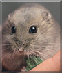 Boris the Dwarf Hamster