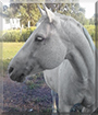 Fancy the Horse