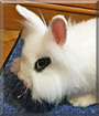Mochi the Dwarf Rabbit mix