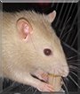 Sparrow the Fancy Rat