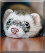 Cookie the Ferret