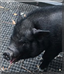Amy Swinehouse the Vietnamese Potbellied Pig