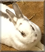 Olaf the American mix Rabbit