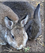 Seppel and Caillo the Rabbits