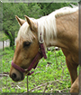 Ares the Tennessee Walking Horse mix