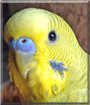 Petey the Green Greywing Parakeet