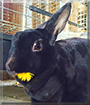 Pepper the Dutch Rabbit