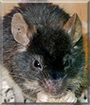Freddy the Mouse