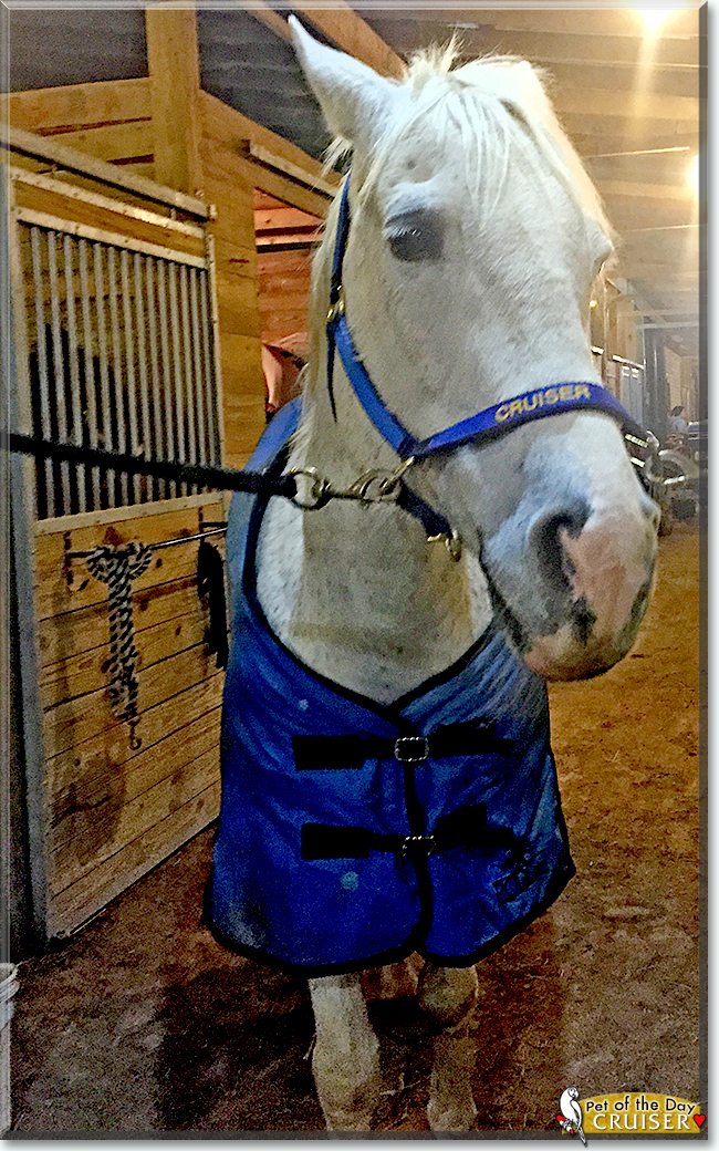 Cruiser the American Quarter Horse, the Pet of the Day