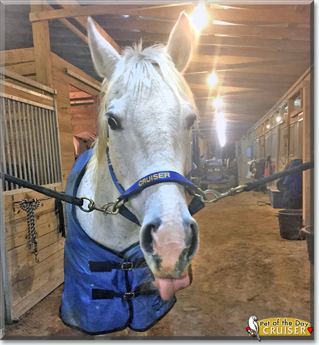 Cruiser the American Quarter Horse, the Pet of the Day
