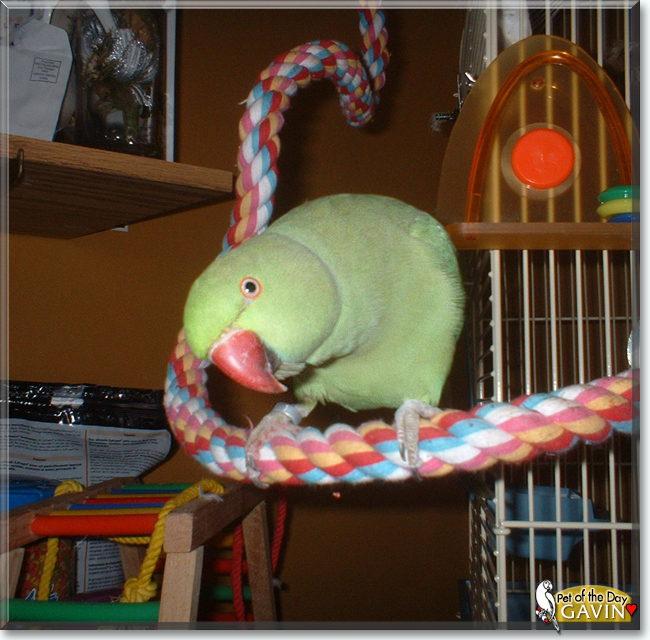 Gavin the Indian Ringneck, the Pet of the Day