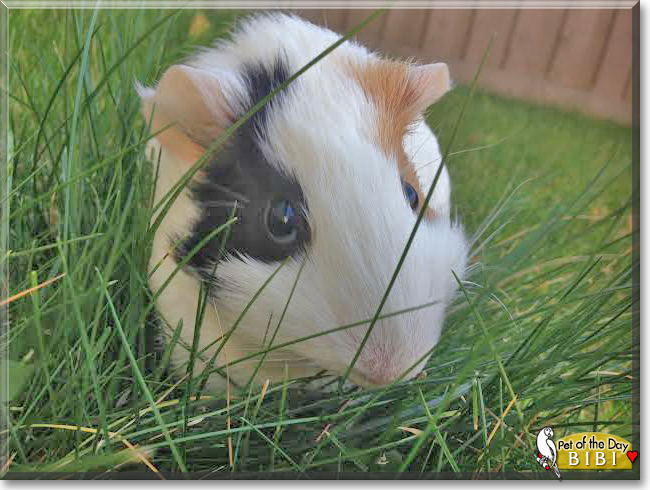 Bibi the Guinea Pig, the Pet of the Day