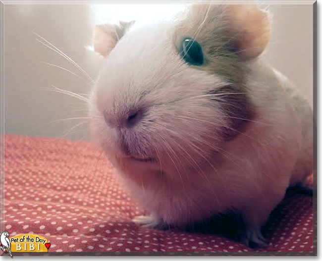 Bibi the Guinea Pig, the Pet of the Day