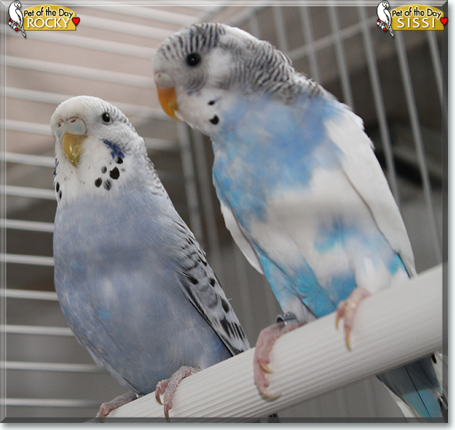 Sissi and Rocky the Budgerigars, the Pets of the Day