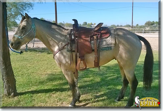 Spirit the Quarter Horse, the Pets of the Day